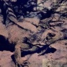 Staff - Roger Leatherwood