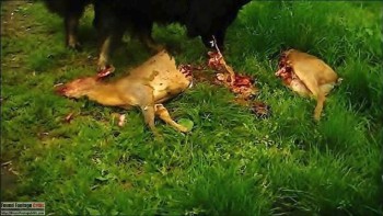 Devil Dog Shuck Returns (2016) - Found Footage Films Movie Fanart (Found Footage Horror)
